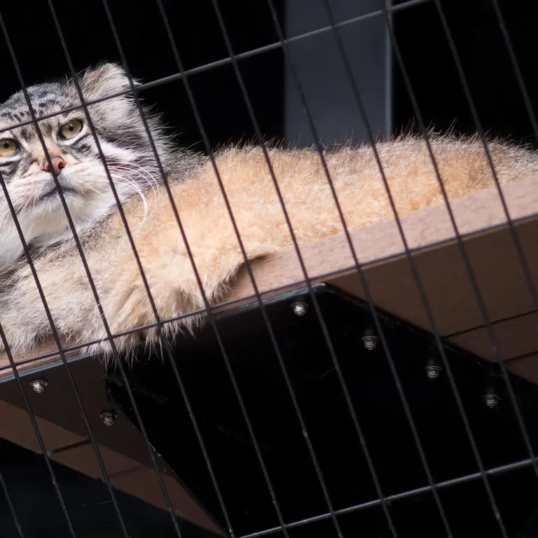 A photograph of Grusha in Asahiyama Zoo