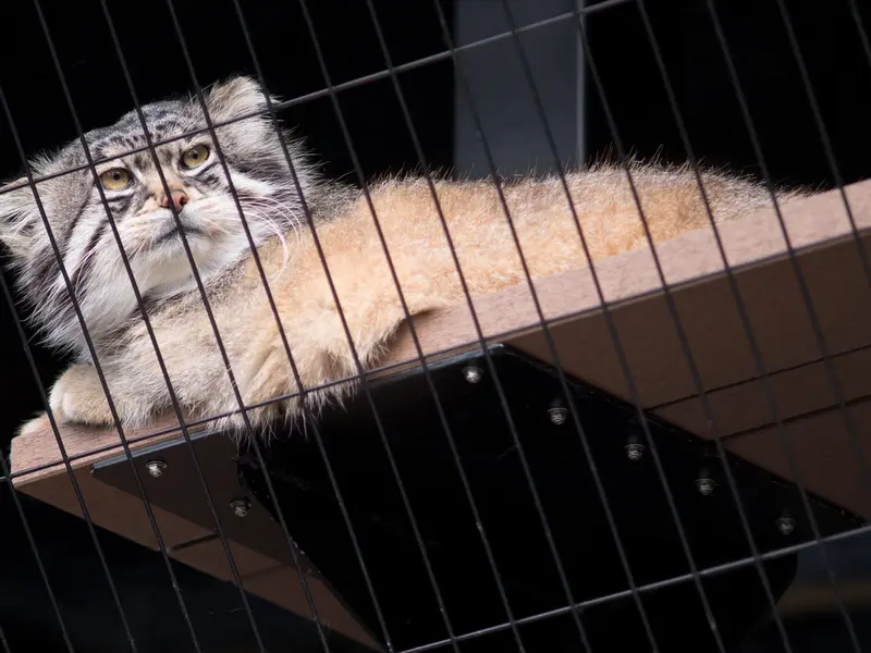 A photograph of Grusha in Asahiyama Zoo