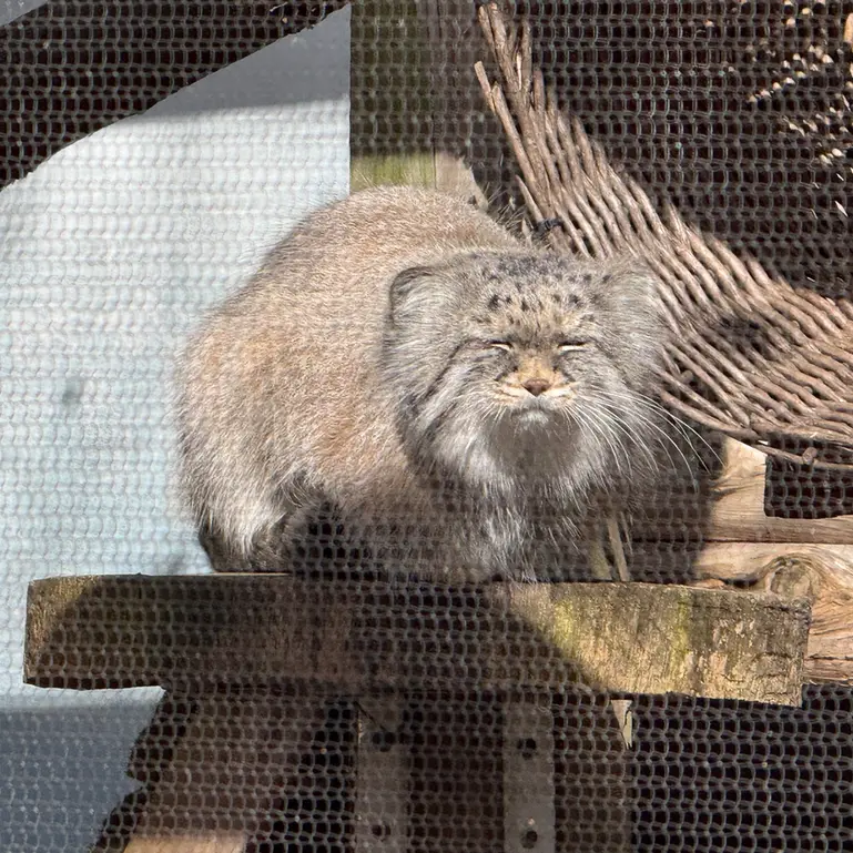 A photograph of Pazi in Potter Park Zoo