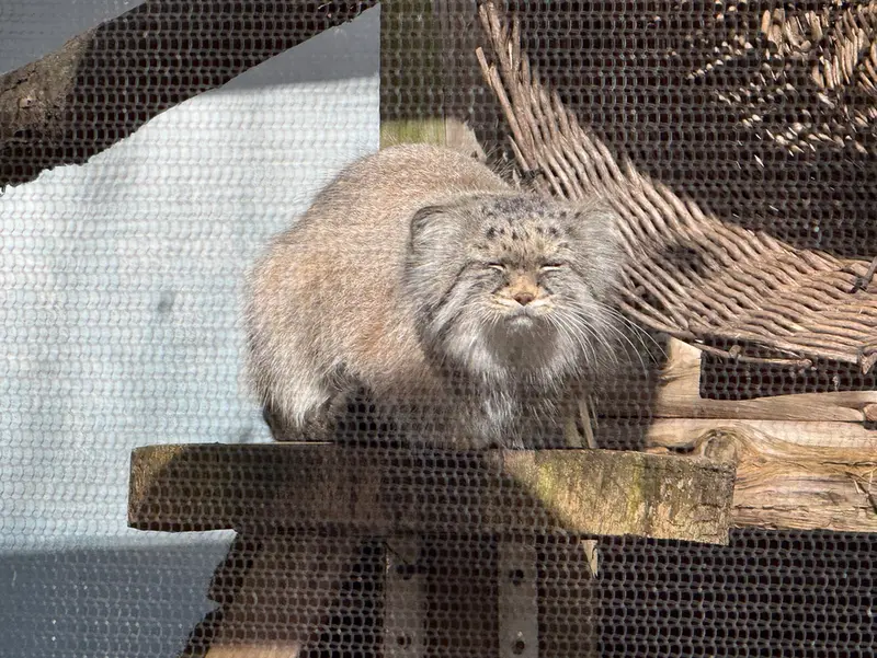 A photograph of Pazi in Potter Park Zoo