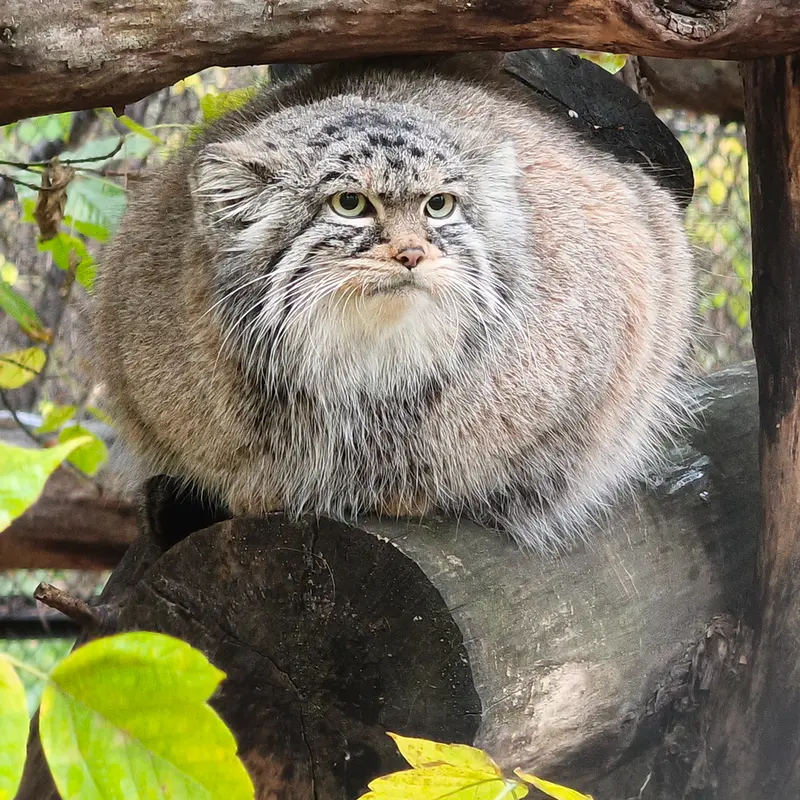 A photograph of Zosya in Novosibirsk Zoo