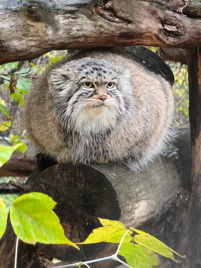 A photograph of Zosya in Novosibirsk Zoo