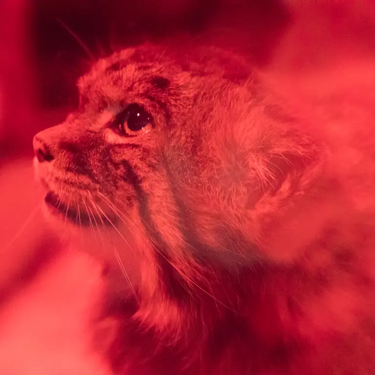 A photograph of Naim in Ueno Zoological Gardens