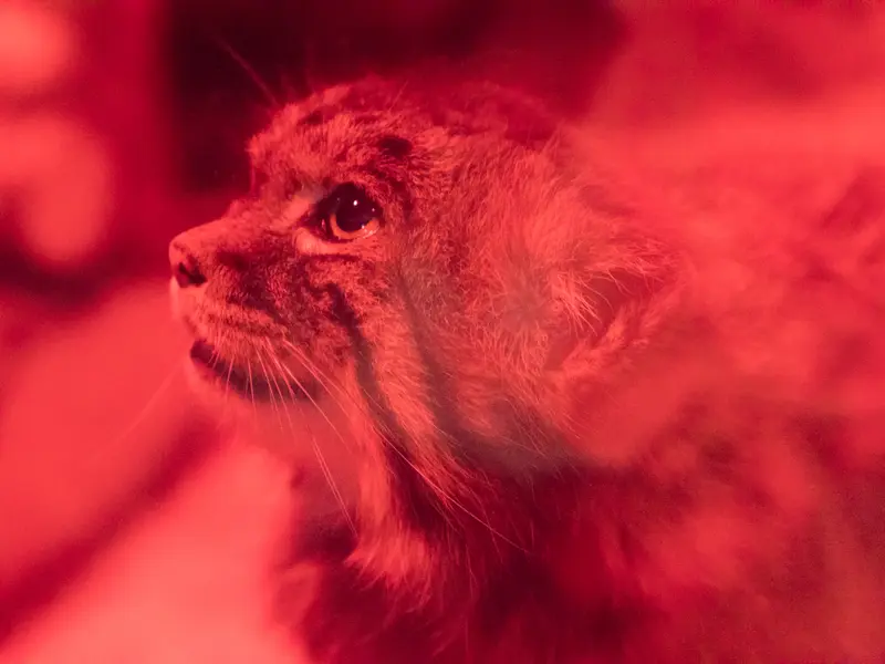A photograph of Naim in Ueno Zoological Gardens