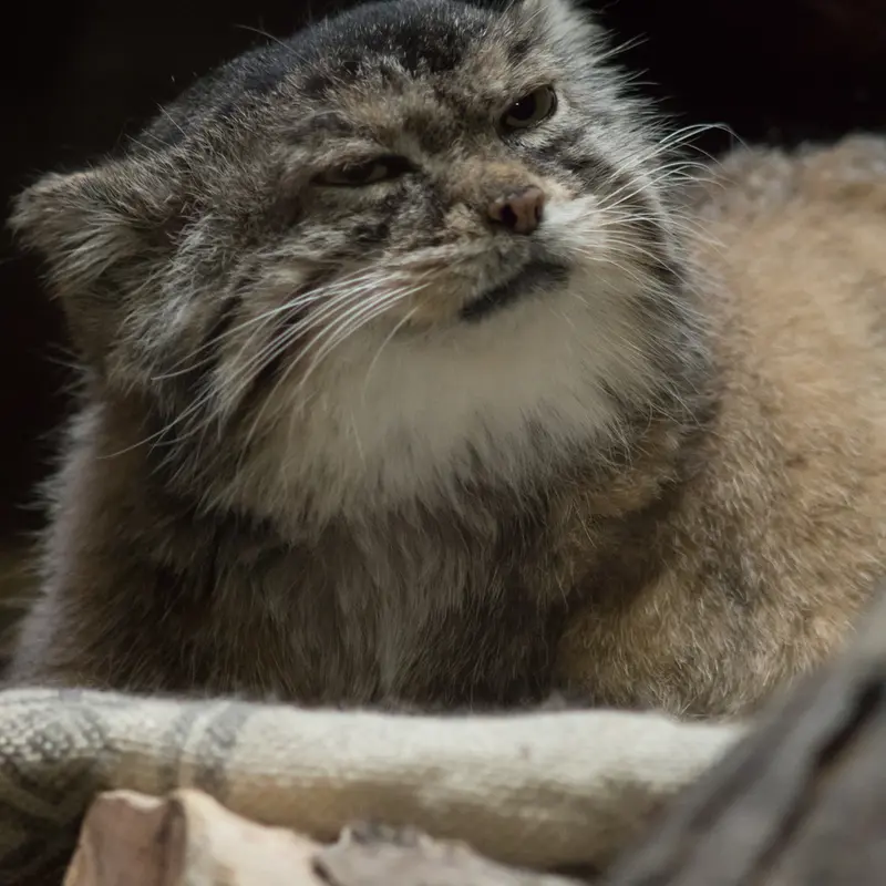 A photograph of Primula in Ueno Zoological Gardens
