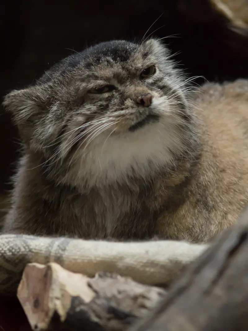 A photograph of Primula in Ueno Zoological Gardens