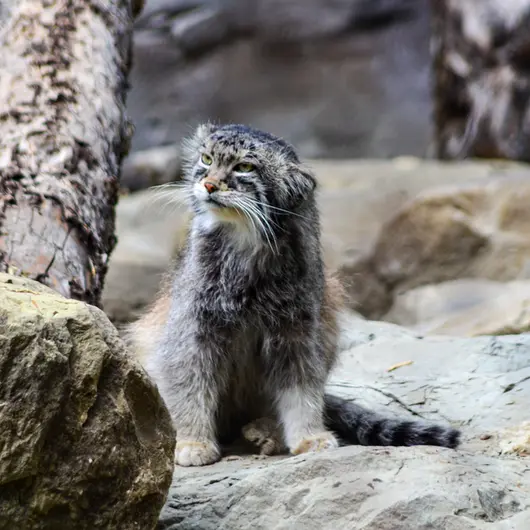 A photograph of Pema in Calgary Zoo / Wilder Institute