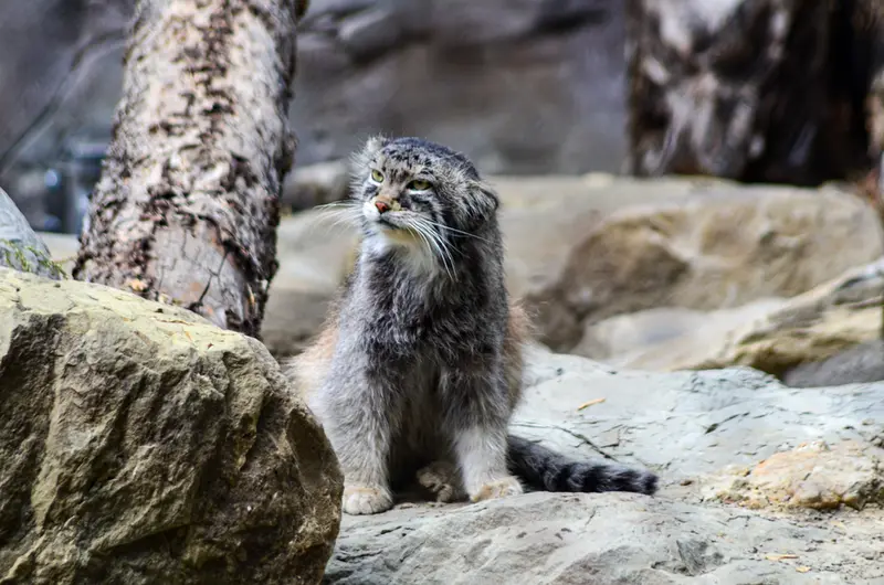 A photograph of Pema in Calgary Zoo / Wilder Institute