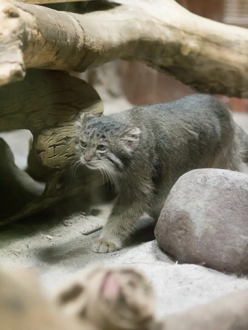 A photograph of Klyon in Ueno Zoological Gardens