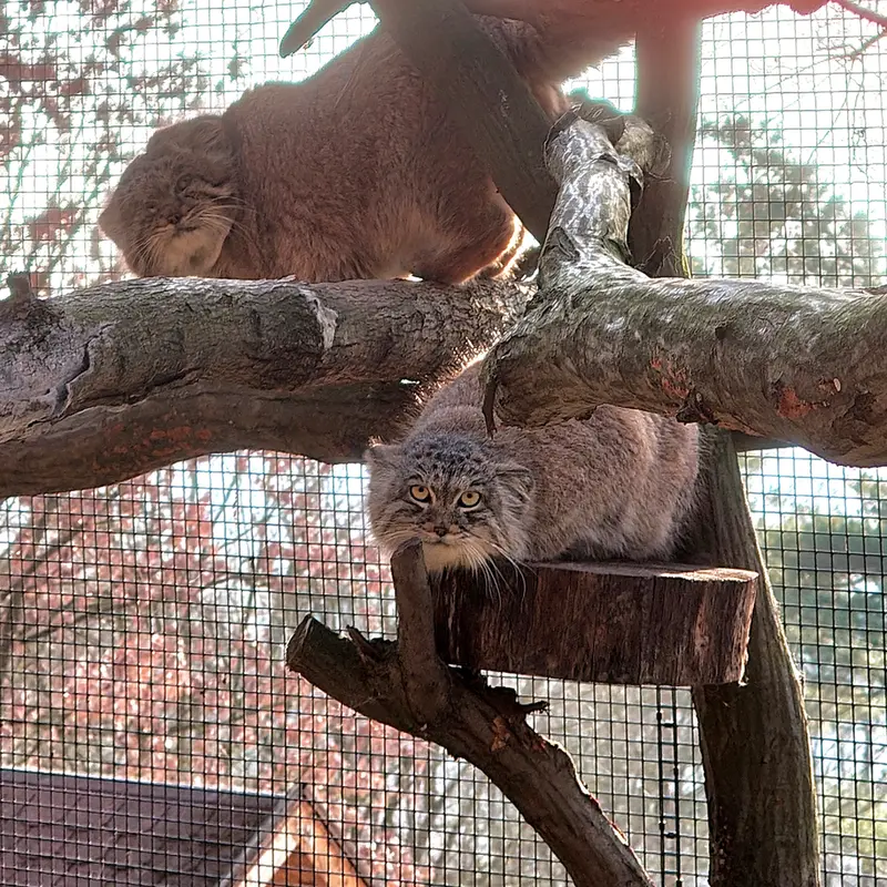 A photograph of Muztau and Ariunaa in Brno Zoo