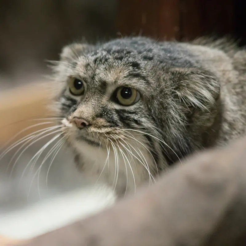 A photograph of Shafran in Ueno Zoological Gardens