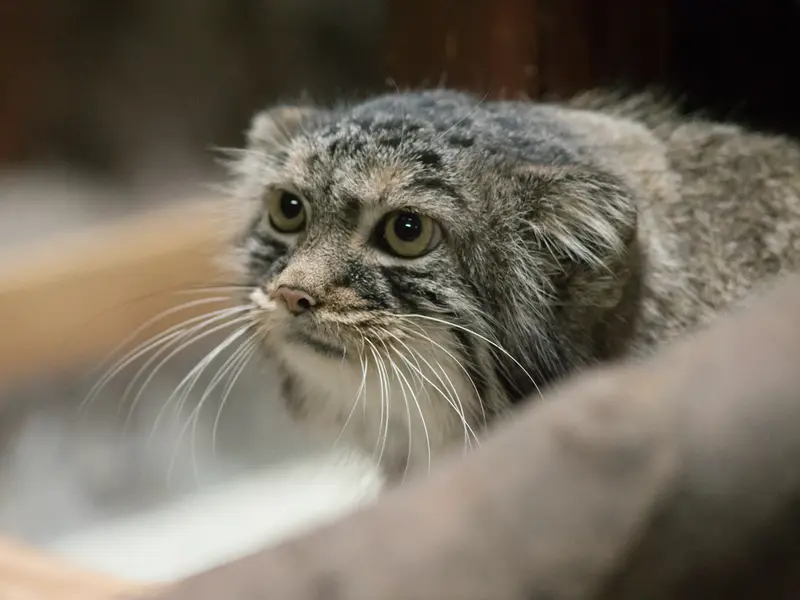 A photograph of Shafran in Ueno Zoological Gardens