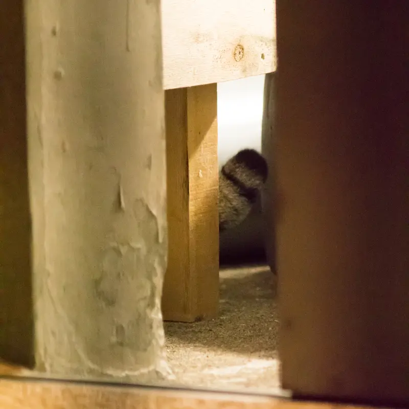 A photograph of Figa in Nogeyama Zoo