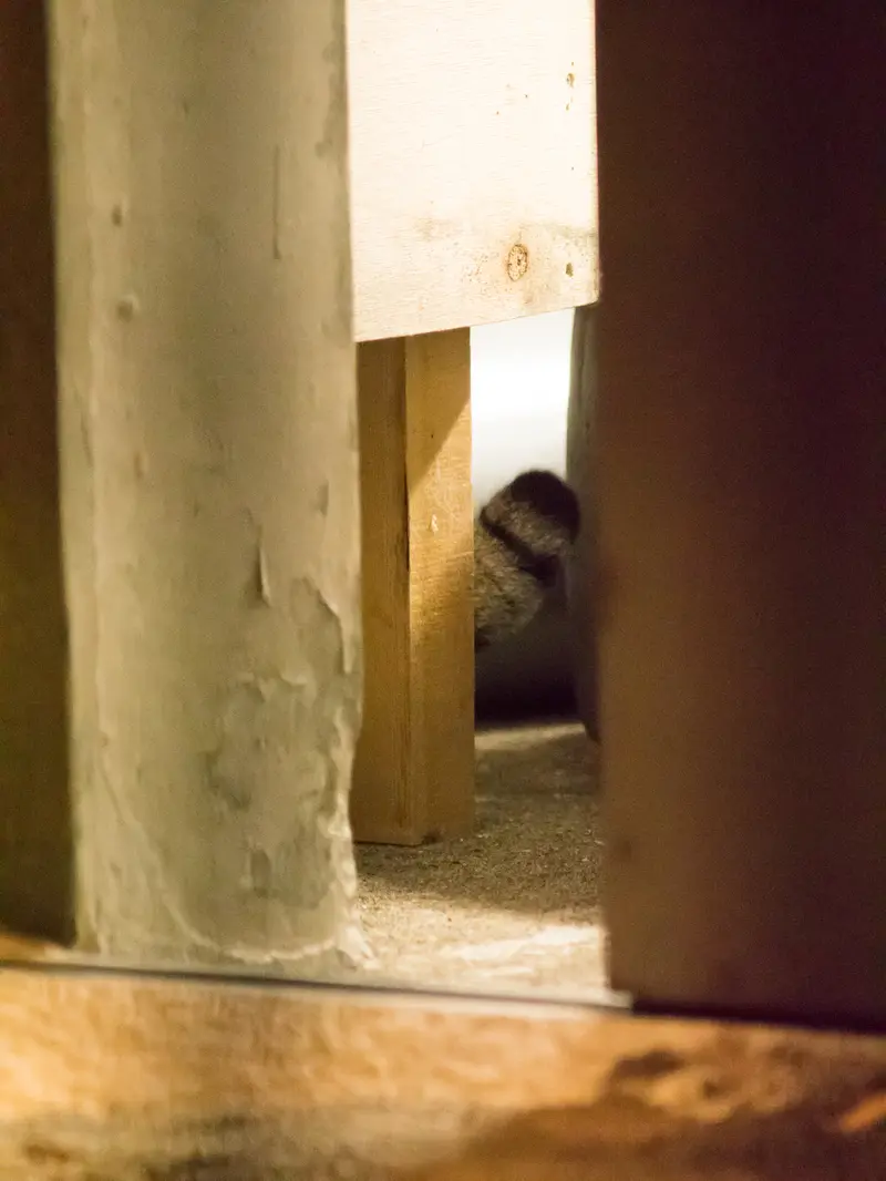 A photograph of Figa in Nogeyama Zoo