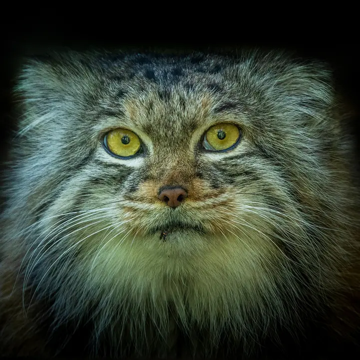 A photograph of Qara in The Big Cat Sanctuary