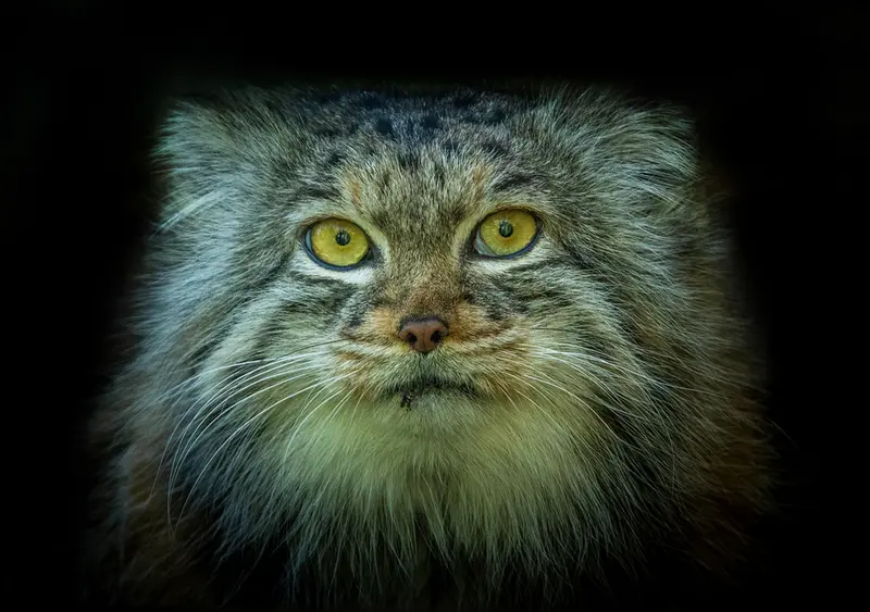 A photograph of Qara in The Big Cat Sanctuary