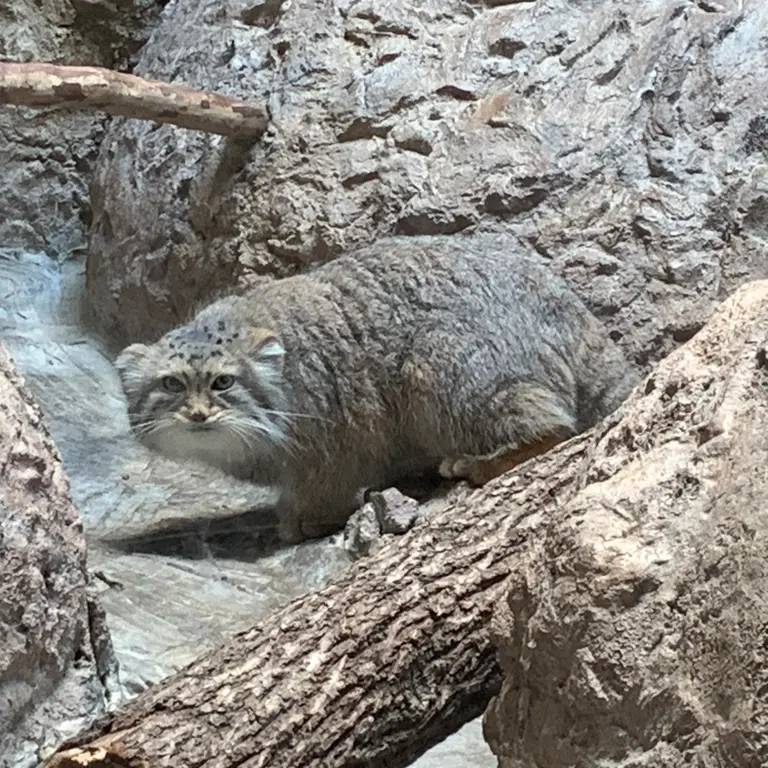 A photograph of Mischa in Birmingham Zoo