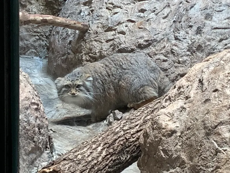 A photograph of Mischa in Birmingham Zoo