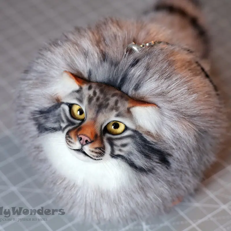 A photograph of a Pallas's cat