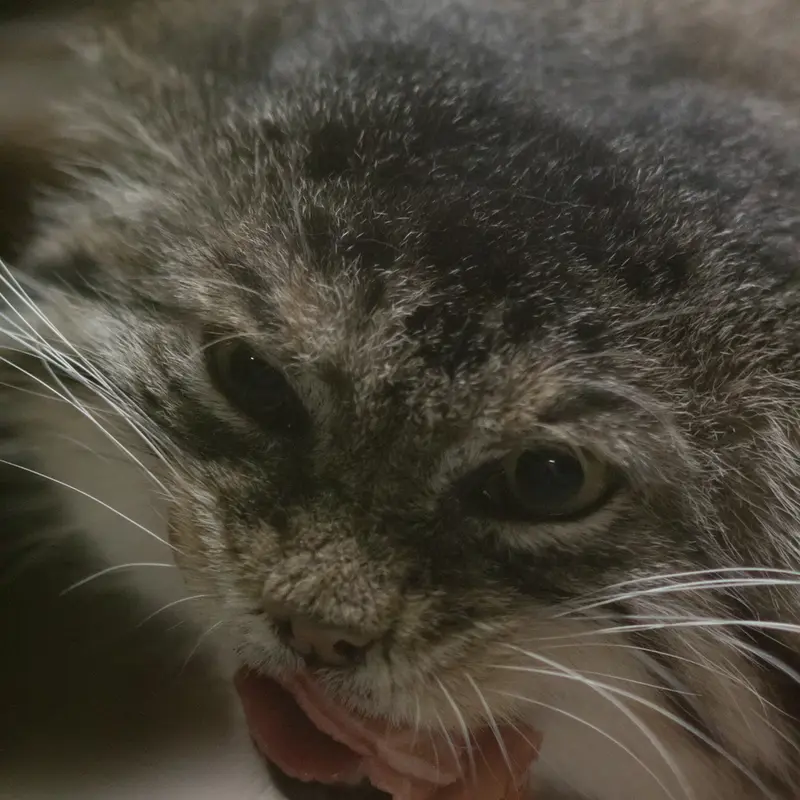 A photograph of Primula in Ueno Zoological Gardens