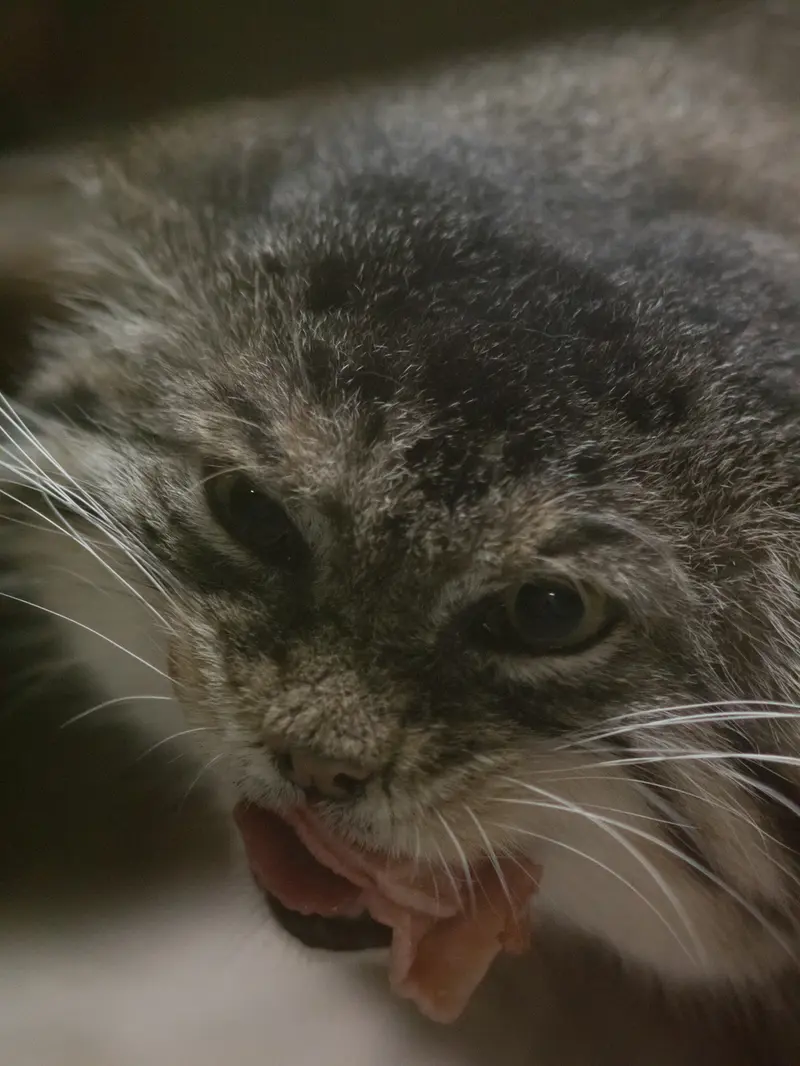 A photograph of Primula in Ueno Zoological Gardens
