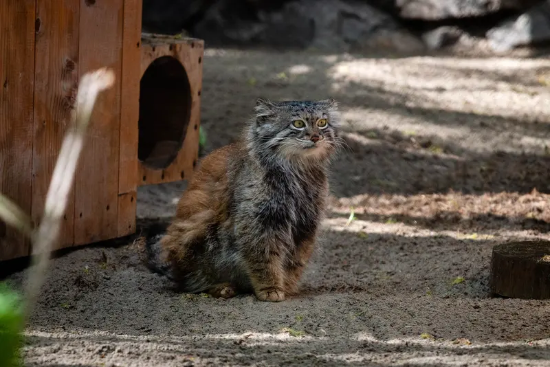 A photograph of Snezhana in Novosibirsk Zoo