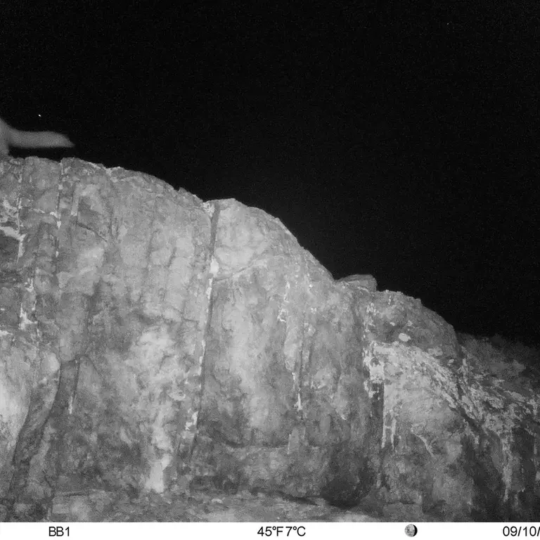 A photograph of Beech marten from Aktas-Kunkora [new] camera trap