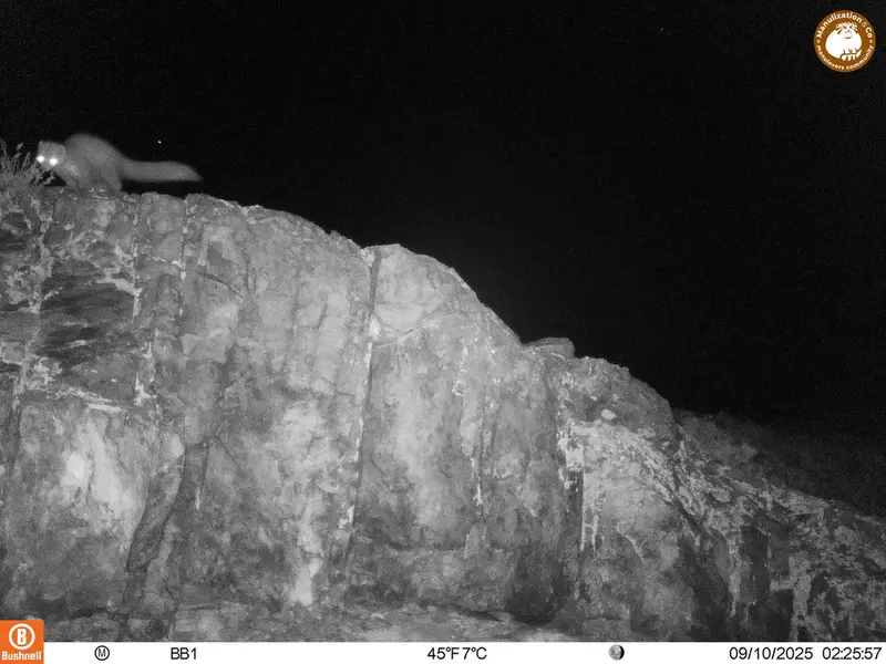 A photograph of Beech marten from Aktas-Kunkora [new] camera trap