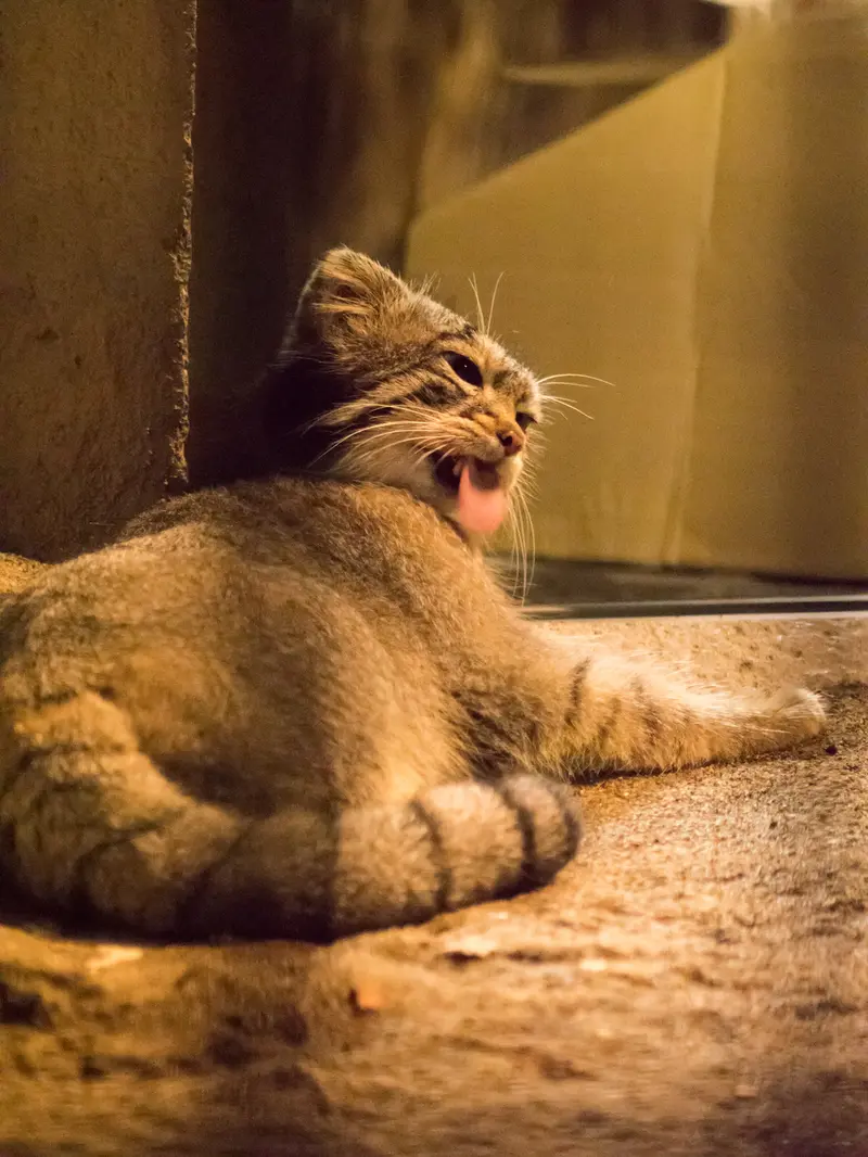A photograph of Figa in Nogeyama Zoo