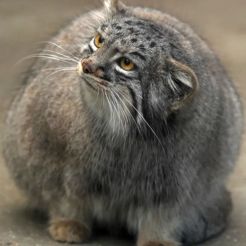 A photograph of Mei in Kobe Animal Kingdom