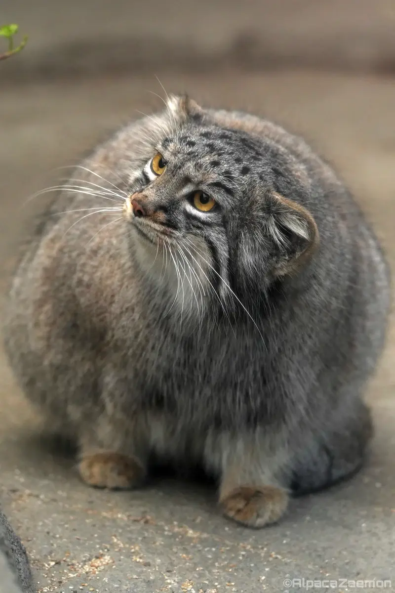 A photograph of Mei in Kobe Animal Kingdom