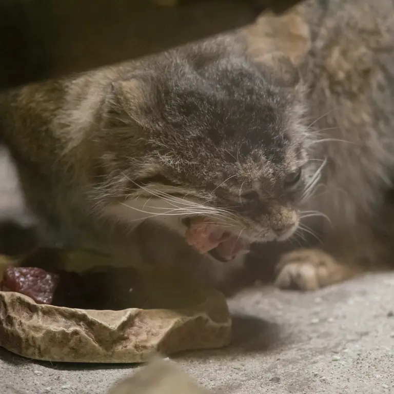 A photograph of Primula in Ueno Zoological Gardens