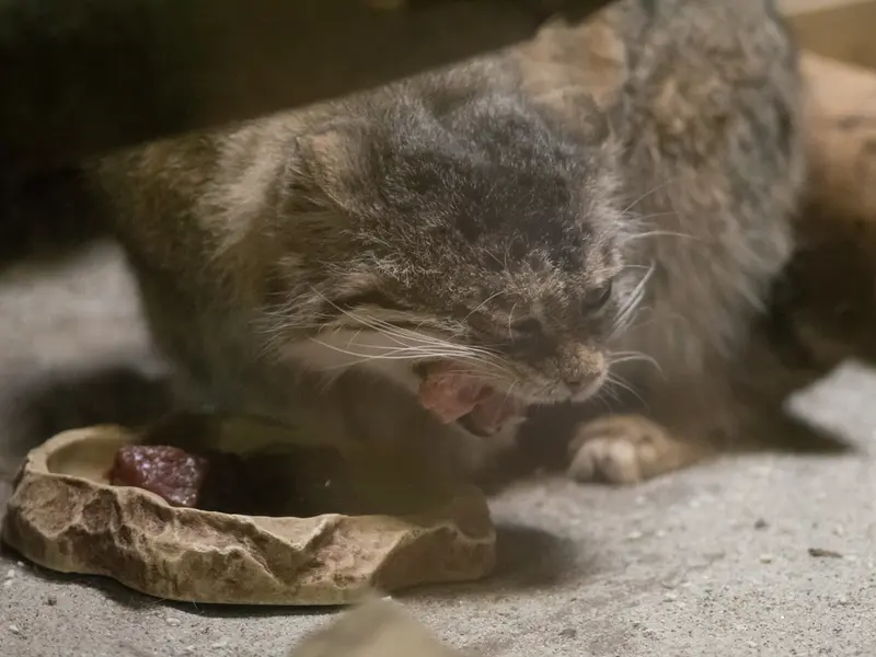 A photograph of Primula in Ueno Zoological Gardens