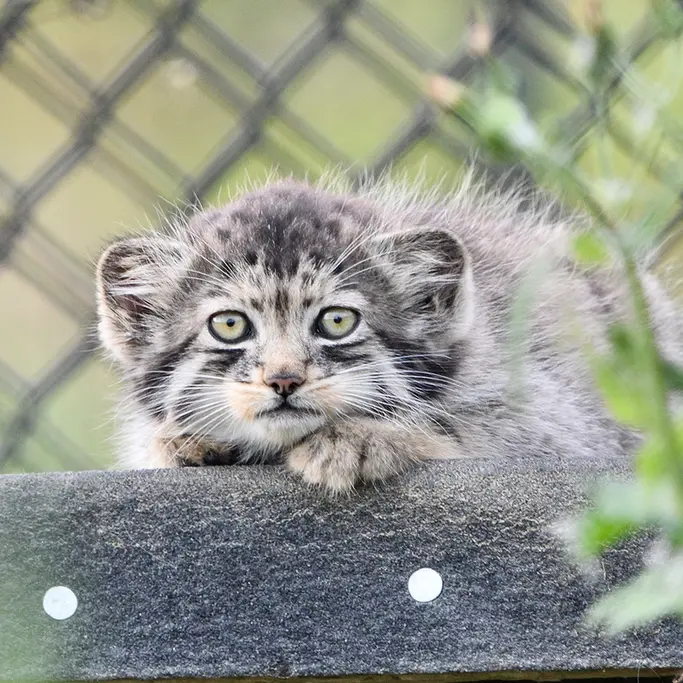 A photograph of a Pallas's cat in Port Lympne Wild Animal Park