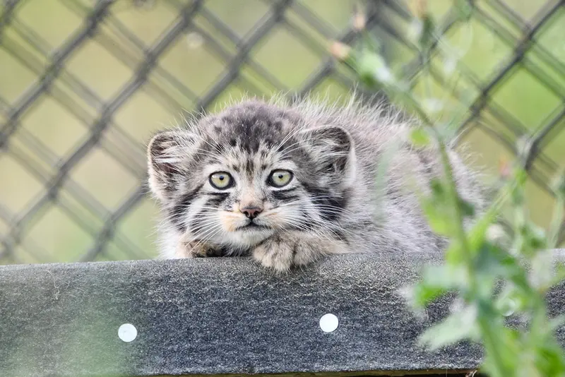 A photograph of a Pallas's cat in Port Lympne Wild Animal Park