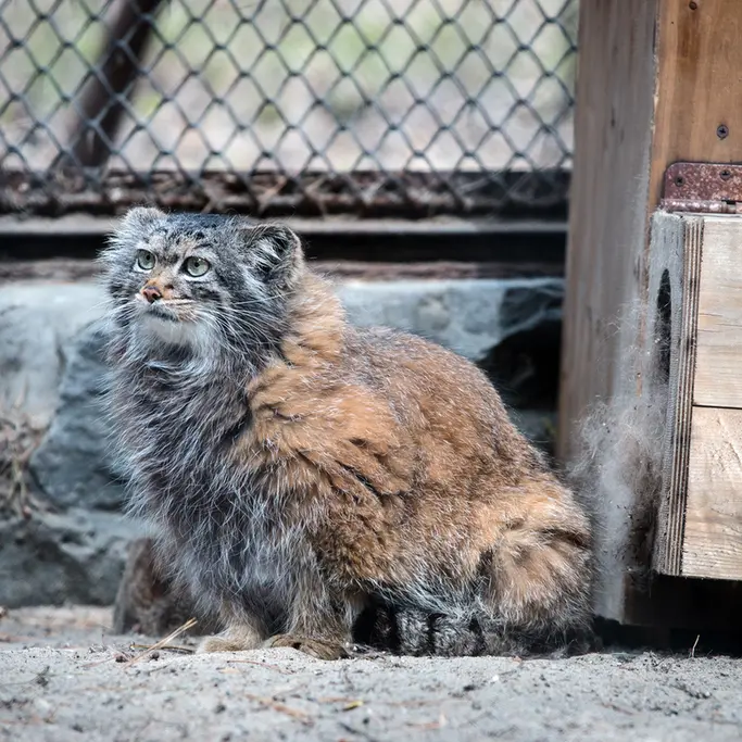 A photograph of Adele in Novosibirsk Zoo