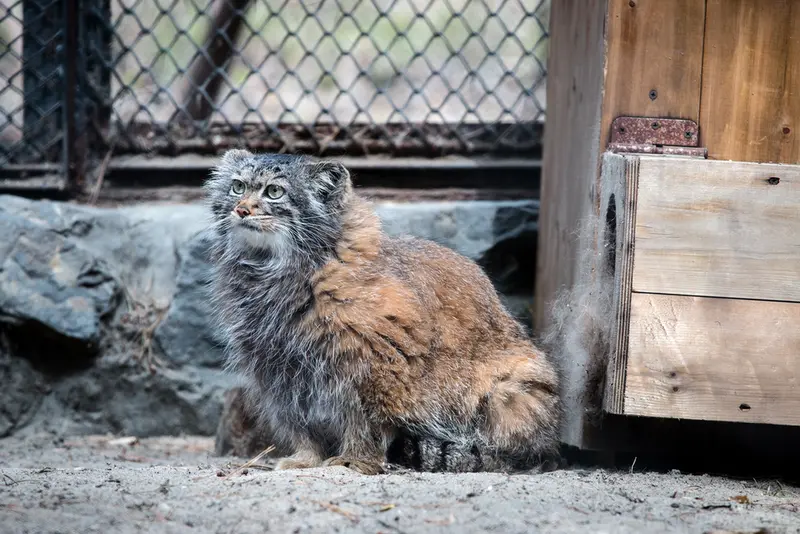 A photograph of Adele in Novosibirsk Zoo