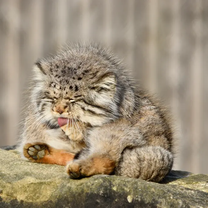 A photograph of Atlan in Port Lympne Wild Animal Park