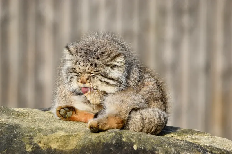 A photograph of Atlan in Port Lympne Wild Animal Park
