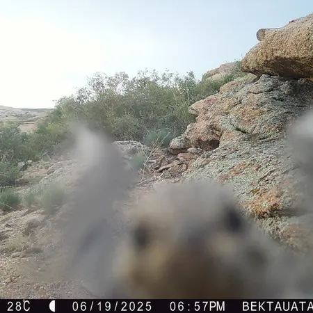 A photograph of a Pallas's cat from Bektauata 2 camera trap