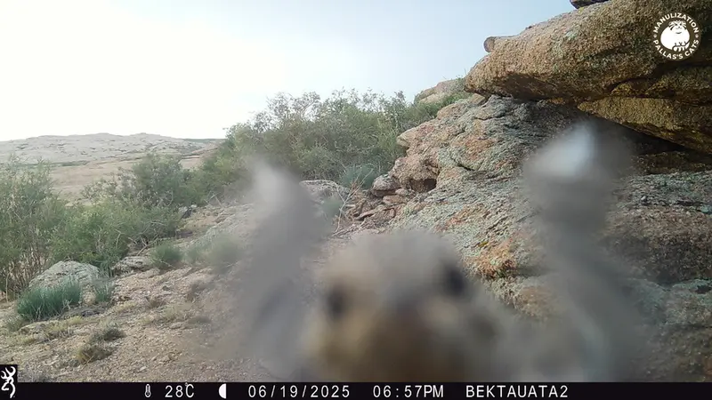 A photograph of a Pallas's cat from Bektauata 2 camera trap