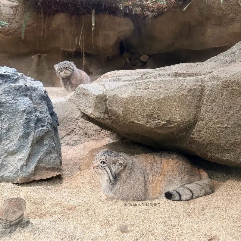 A photograph of Az and Nar in Kobe Animal Kingdom