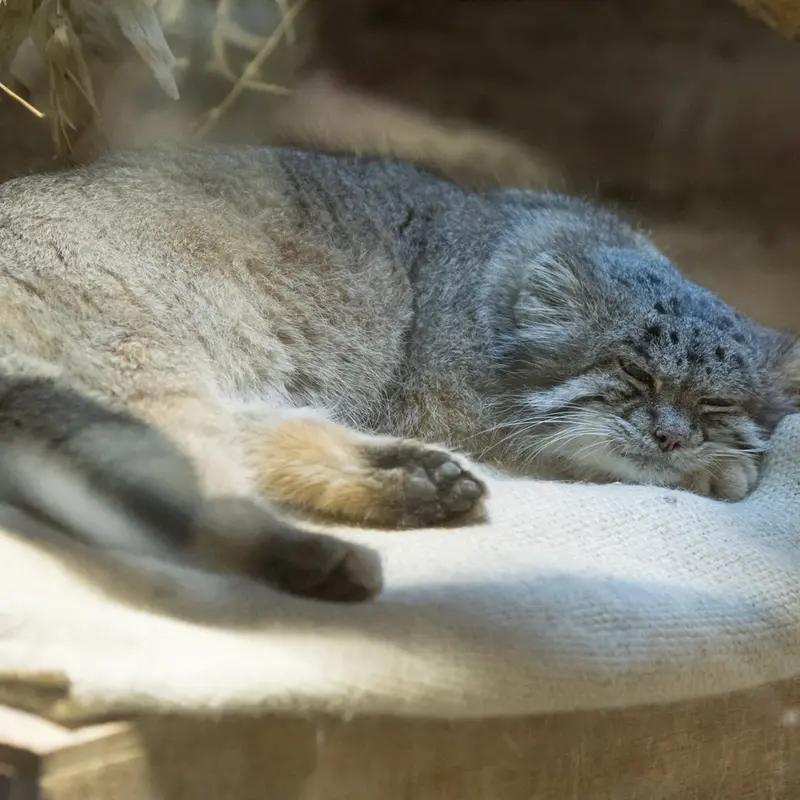 A photograph of Klyon in Ueno Zoological Gardens