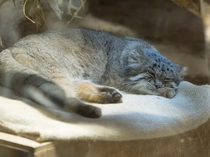 A photograph of Klyon in Ueno Zoological Gardens