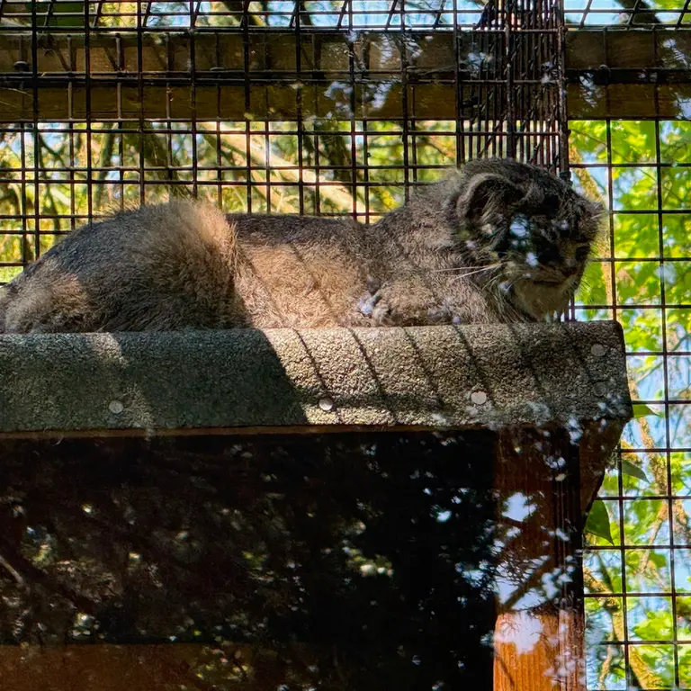 A photograph of Sayan in Cotswold Wildlife Park and Gardens