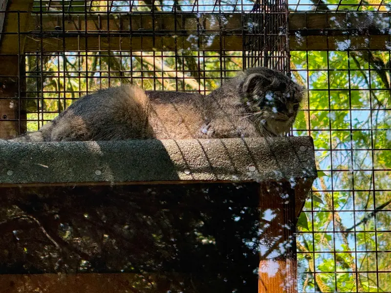 A photograph of Sayan in Cotswold Wildlife Park and Gardens