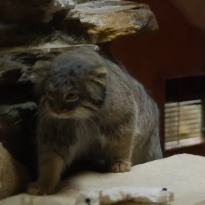 A photograph of a Pallas's cat in Ueno Zoological Gardens