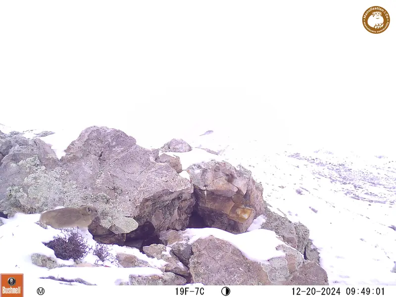 A photograph of Pika from Besshoky 1 camera trap