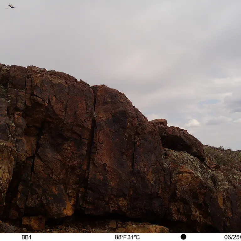 A photograph of a Pallas's cat from Aktas-Kunkora [new] camera trap