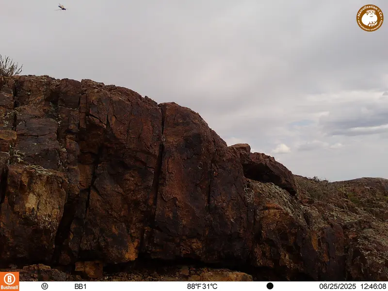 A photograph of a Pallas's cat from Aktas-Kunkora [new] camera trap
